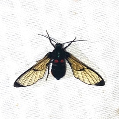 Gymnelia frutera