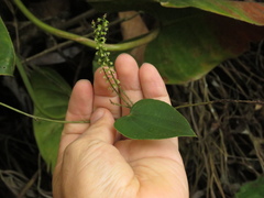 Dioscorea coriacea