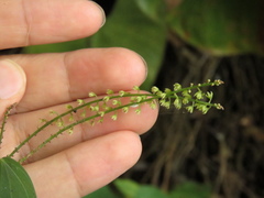 Dioscorea coriacea