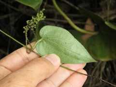 Dioscorea coriacea