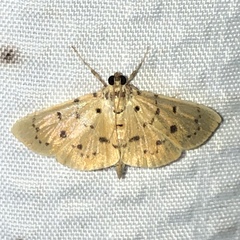 Phaedropsis