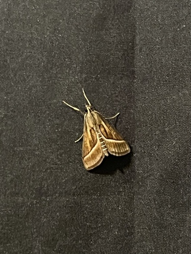 Omiodes continuatalis observed 2025-12-23