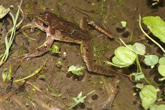 Rana ornativentris