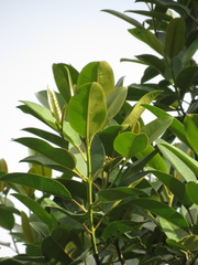 Sapium stylare