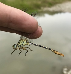 Onychogomphus flexuosus