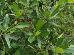 Terminalia sericea