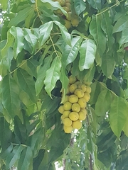 Talisia esculenta