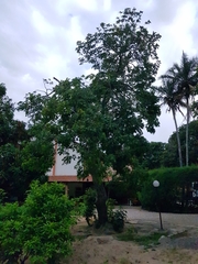 Talisia esculenta