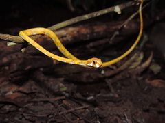 Aplopeltura boa