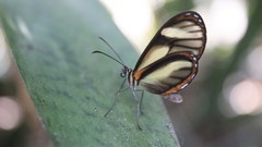 Pteronymia aletta lilla