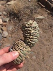 Tephrocactus articulatus