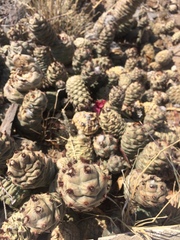 Tephrocactus articulatus