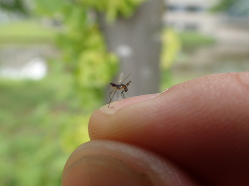 Micropeza corrigiolata, Zeeburg, Amsterdam, Nederland, photo 9 of 10