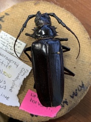 Derobrachus geminatus