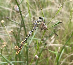 Onychogomphus flexuosus