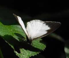 Pareuptychia hesionides