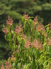 Miconia theizans