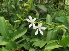 Turraea obtusifolia