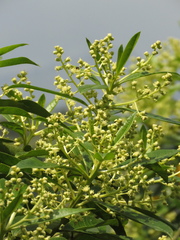 Baccharis nitida