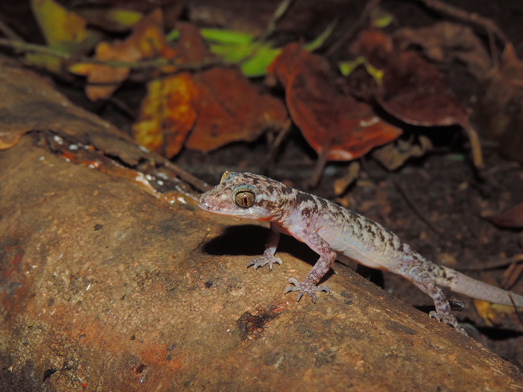 Marbled Bow-Fingered Gecko