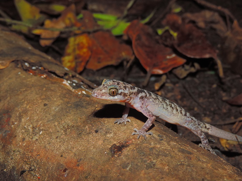 Marbled Bow-fingered Gecko - Photo (c) fatahabib92, some rights reserved (CC BY-NC), uploaded by fatahabib92