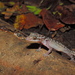 Cyrtodactylus marmoratus - Photo (c) fatahabib92, algunos derechos reservados (CC BY-NC), subido por fatahabib92