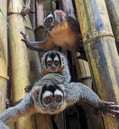 Black-headed Night Monkey