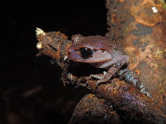 Leptobrachium hasseltii