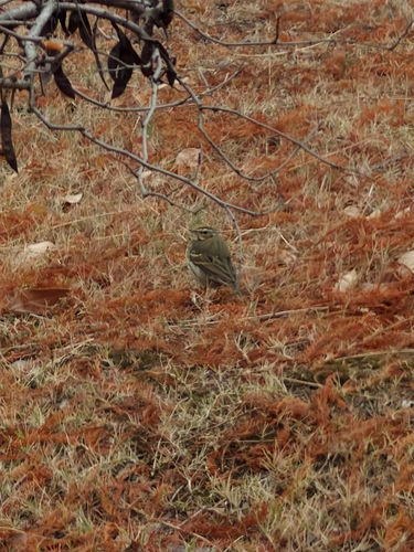 Olive-backed Pipit