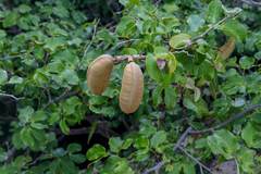 Hymenaea stigonocarpa