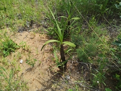 Xerophyta retinervis