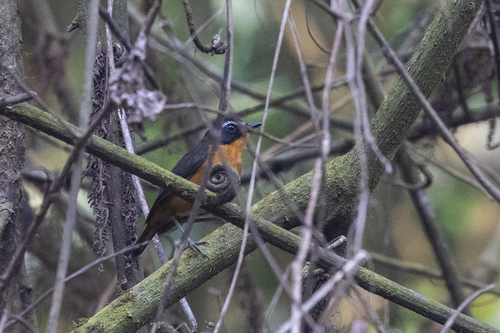 iNaturalist image