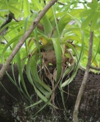 Tillandsia utriculata