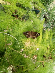 Anthanassa atronia