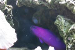 Orchid Dottyback photo 5