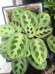 Maranta