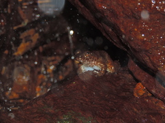 Limnonectes kuhlii