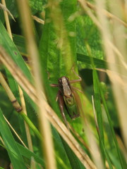 Zeuneriana abbreviata