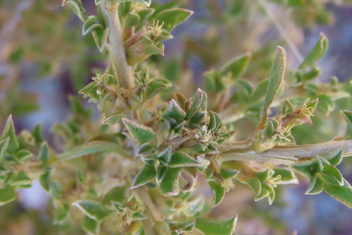 Aizoon schellenbergii (Aizoon schellenbergii)