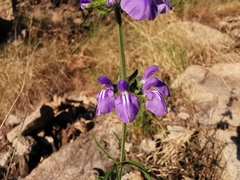 Salvia heterotricha