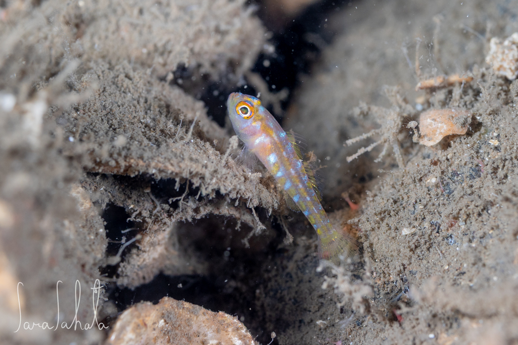 Matsuno's Pygmygoby
