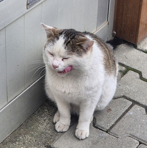Domestic Cat