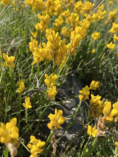 Winged Broom (Genista sagittalis)