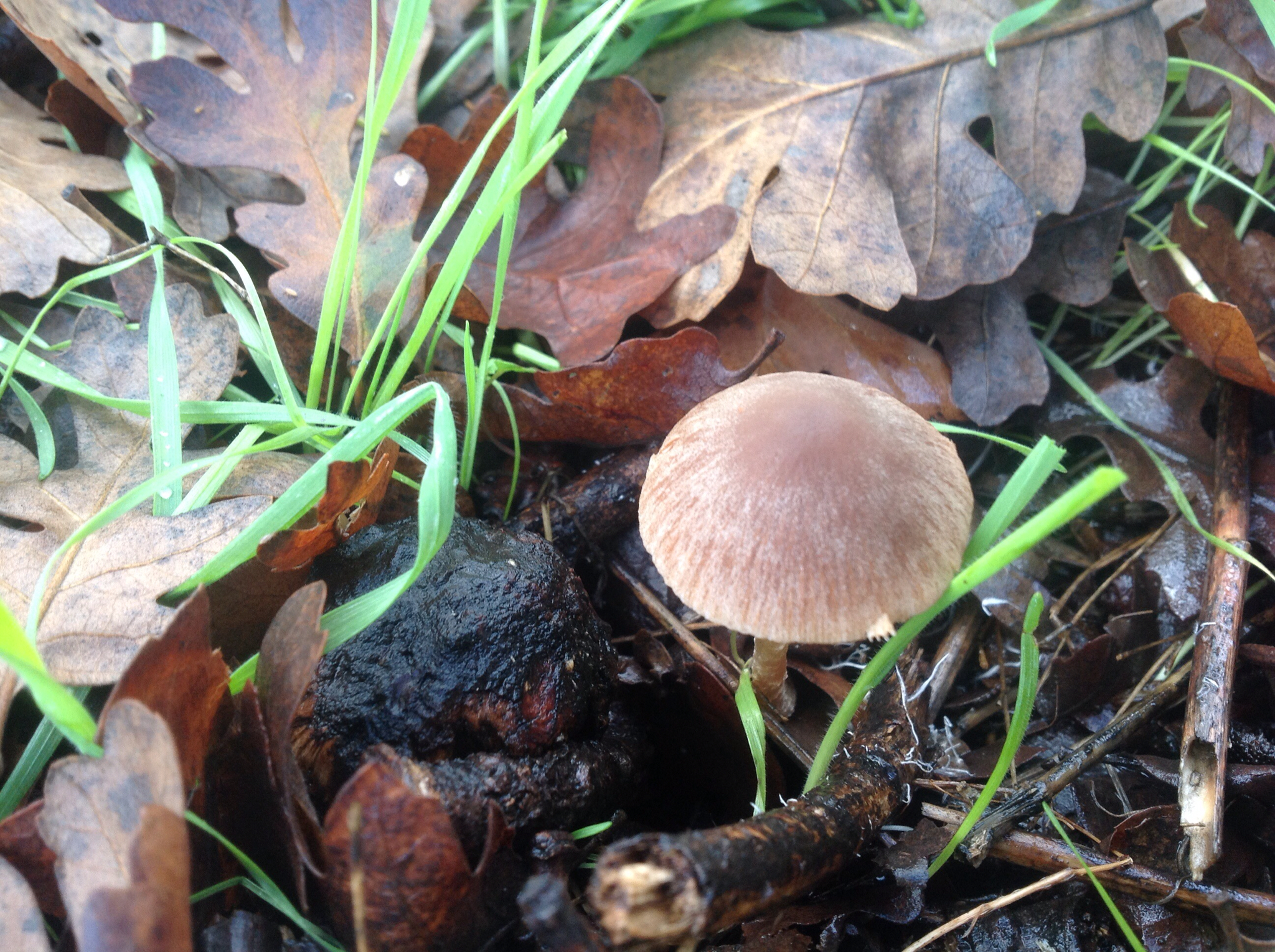 Psathyrella corrugis image
