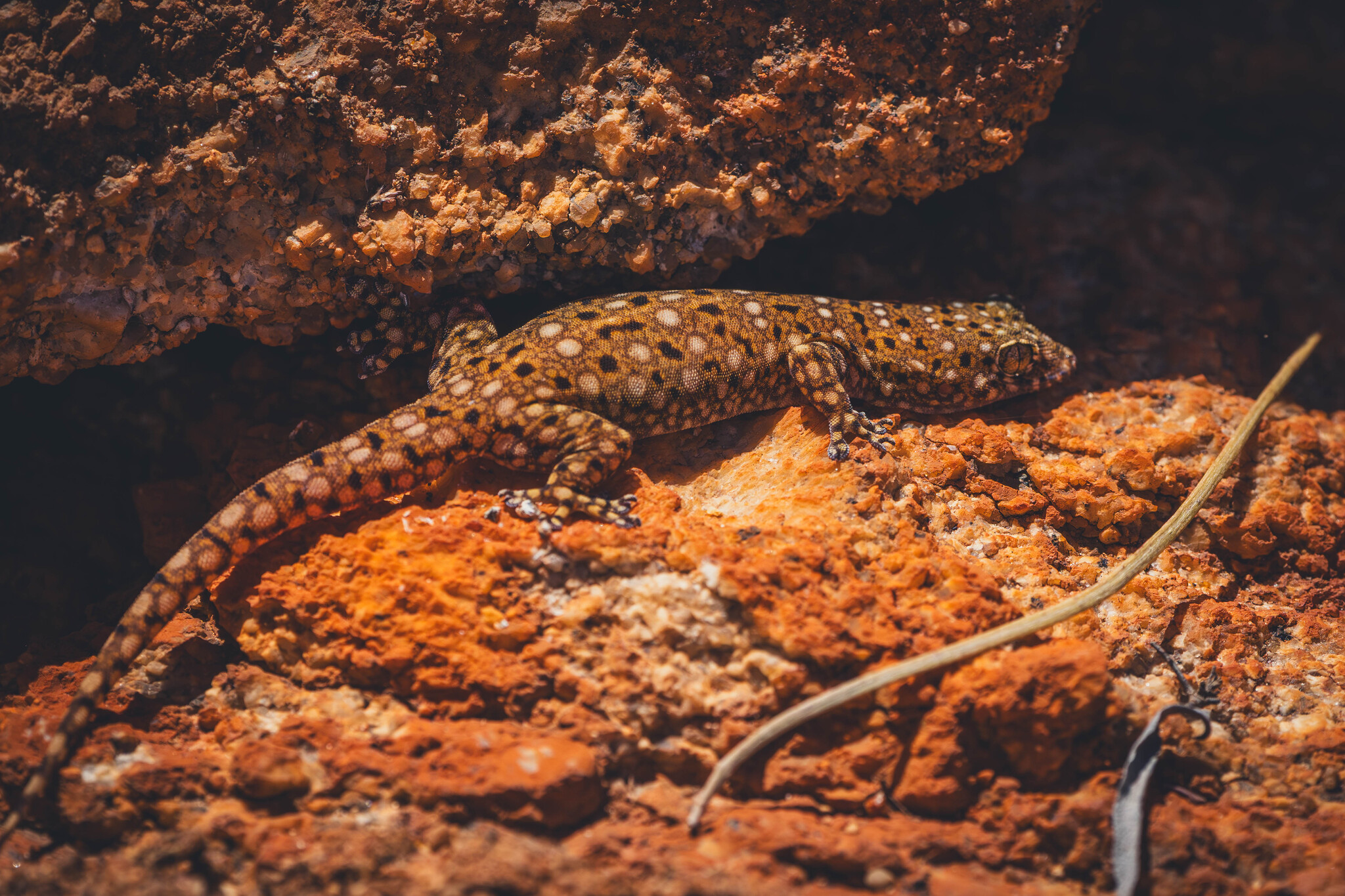 Large-Spotted Rock Dtella photo 4