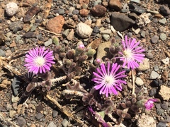 Drosanthemum archeri
