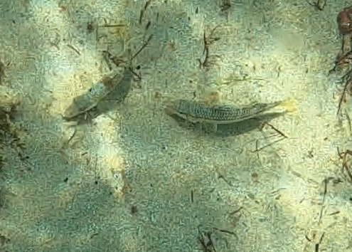 Mullus surmuletus