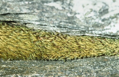 Bartramia potosica
