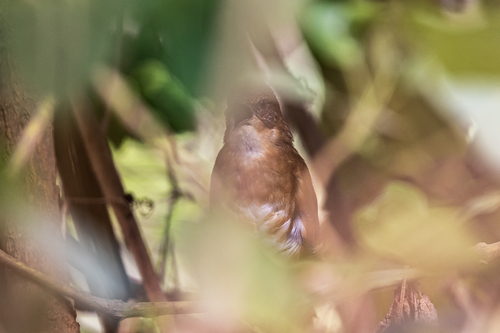iNaturalist image