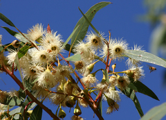 Eucalyptus leucoxylon